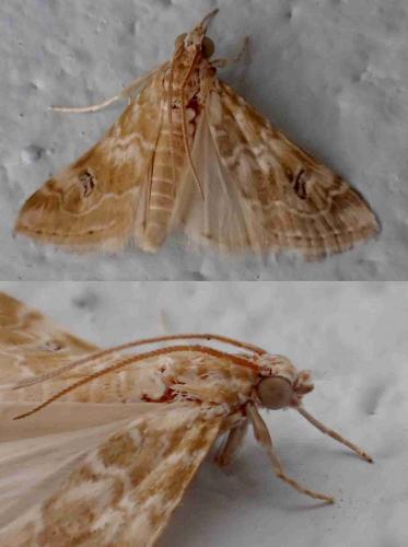 Hellula undalis